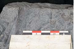 Foto (Detailansicht) von Sphnenophyllum schlotheimi Brongniart (NHMW-GEO-2024-0188-11281)